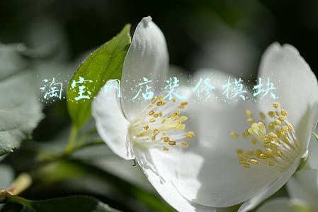 淘宝网店装修模块