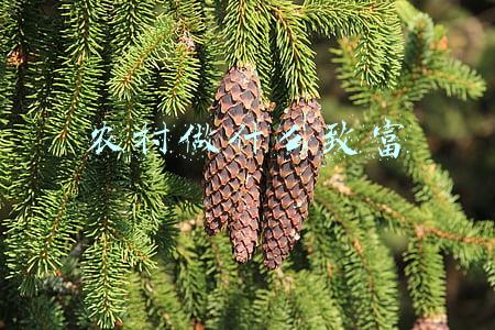 农村做什么致富