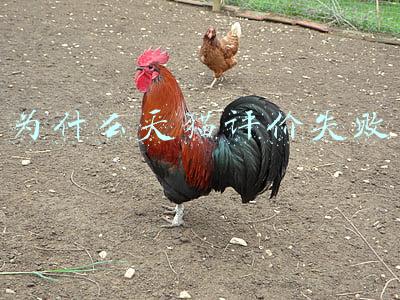 为什么天猫评价失败