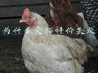 为什么天猫评价失败