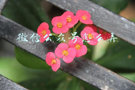 微信公众号怎么弄