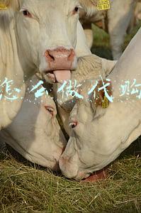 怎么做代购