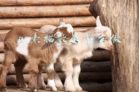 ps素描效果怎么做