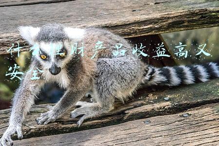 什么理财产品收益高又安全