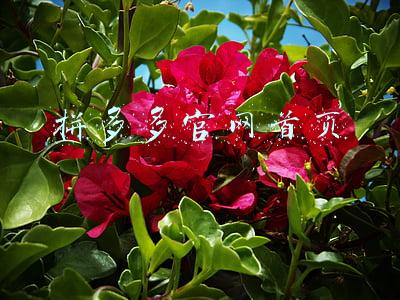 拼多多官网首页