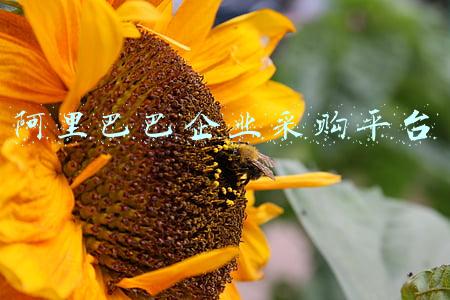 阿里巴巴企业采购平台