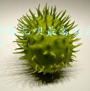 支付宝花呗最高额度是多少钱(花呗最高仅开放2000元的额度？支付宝辟谣！)