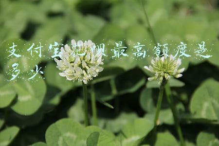 支付宝花呗最高额度是多少