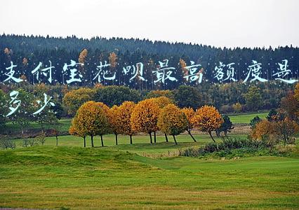 支付宝花呗额度有多少(大家来比较一下支付宝蚂蚁信用借呗花呗的额度)