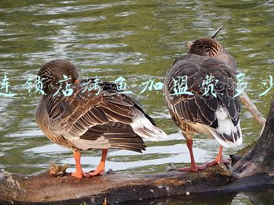 多少钱烤鱼加盟费《2017年开一家烤鱼加盟店需要多少钱?》