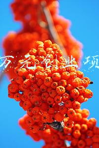 一万元创业项目