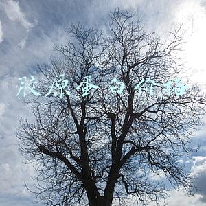胶原蛋白价格