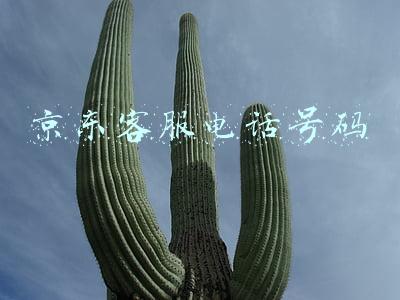 京东客服电话号码