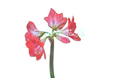 花在开花店