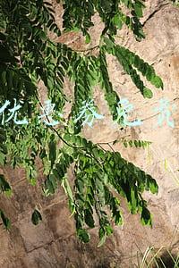 天猫优惠券免费领取