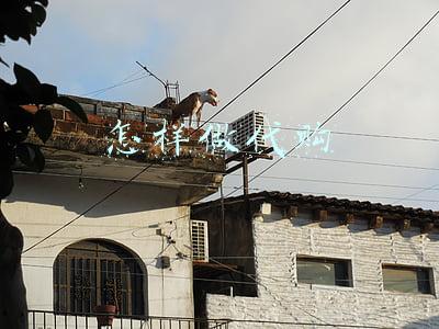 怎样做代购