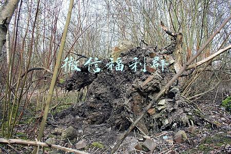 微信福利群