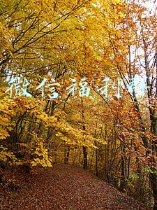 微信福利群