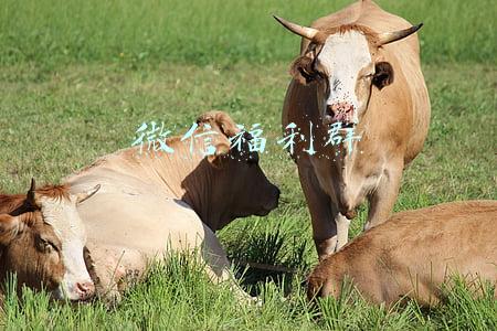 微信福利群