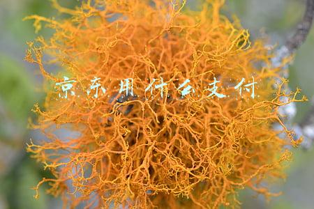 京东用什么支付