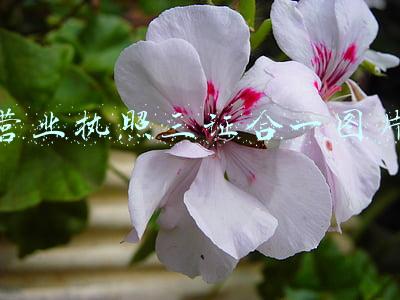 营业执照三证合一图片