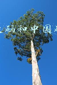鞋子欧码和中国码对照表