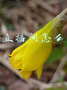 淘宝直播间怎么开通