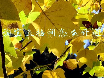 淘宝直播间怎么开通
