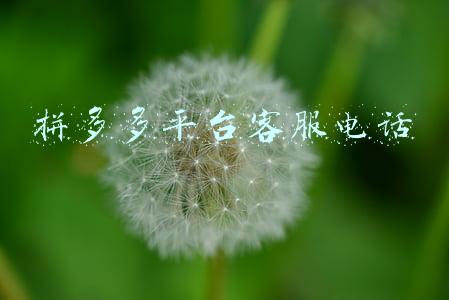 怎么找拼多多平台客服电话(拼多多有没有人工客服？)
