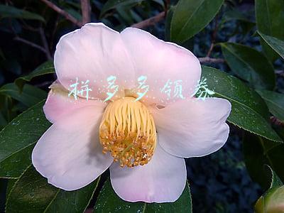 拼多多领券 拼多多领券