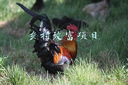 乡村致富项目哪家好959项目多(平果三举措巩固基层组织阵地 助力脱贫攻坚)