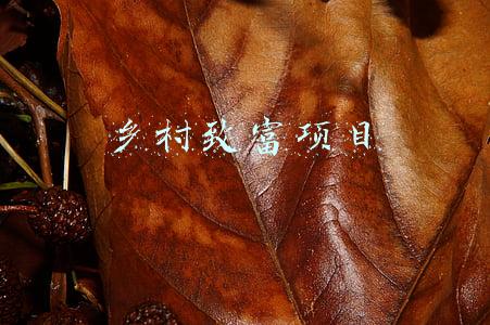 乡村致富项目