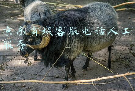 京东商城客服电话人工服务