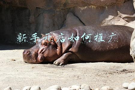 新手开店如何推广