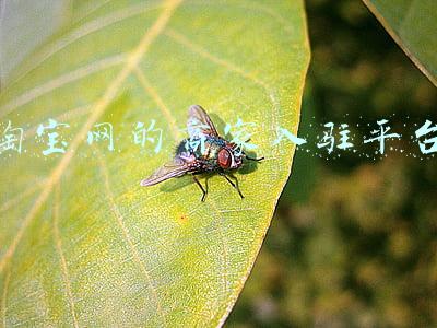 淘宝网的商家入驻平台