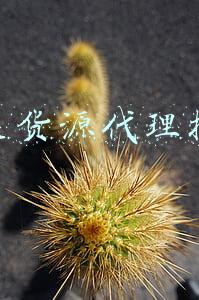 鞋类代理商销售合同(鞋业合伙纠纷（散伙清算）二审代理词)