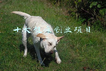 十大健康创业项目