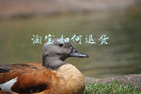 淘宝如何退货