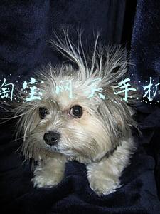 淘宝网买手机