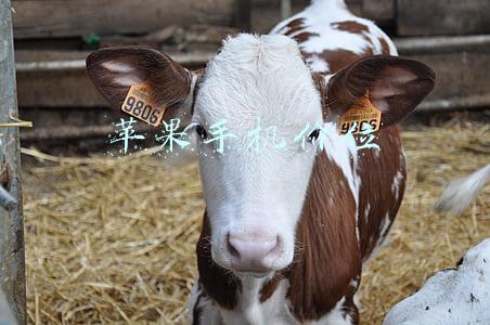 苹果手机价位 苹果手机价位