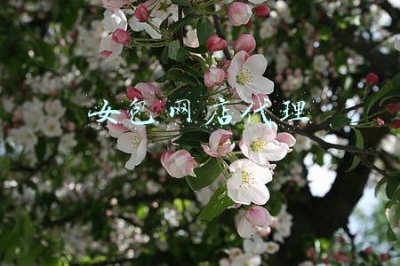 女包网店代理