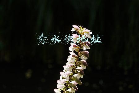 秀水街地址