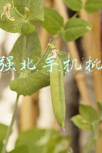 华强北手机批发