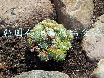 韩国化妆品代购货源
