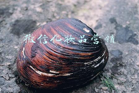 微信化妆品营销