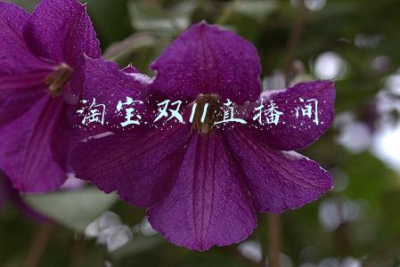 淘宝双11直播间