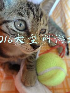 2016大型网游3d