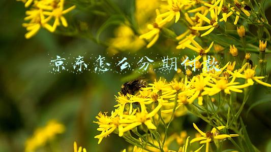 京东怎么分期付款