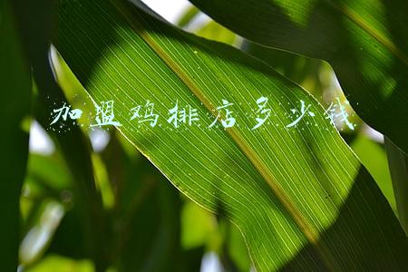 加盟炸鸡排需要多少钱 开个炸鸡店加盟多少钱