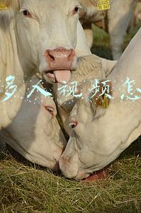 微信多人视频怎么弄